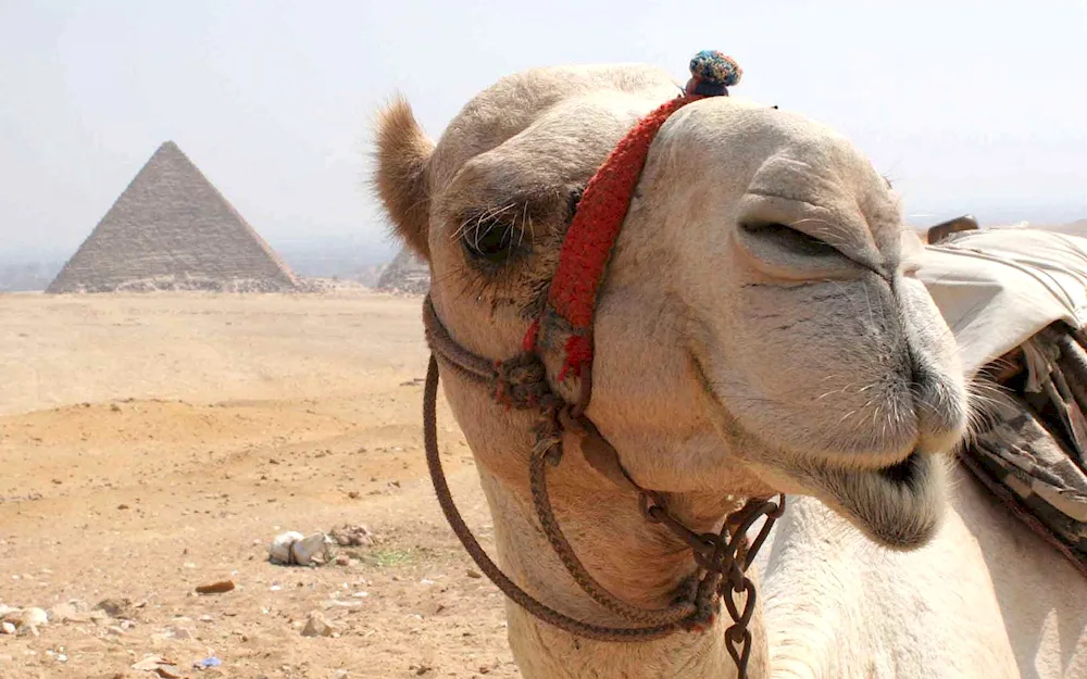 Camel camel in Egypt