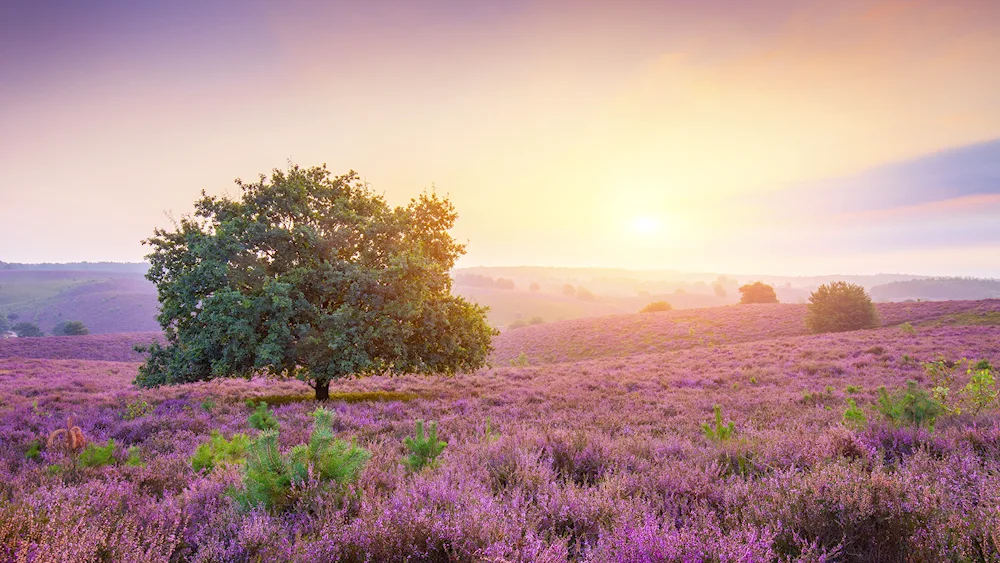 Heather Heathland Scotland