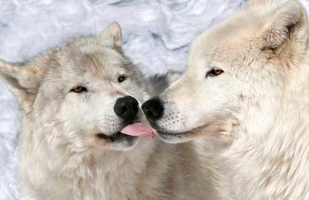 Wolf and she-wolf love