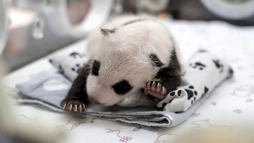 Big Panda family