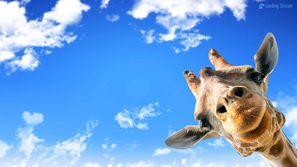 Hilarious wallpapers for desktop