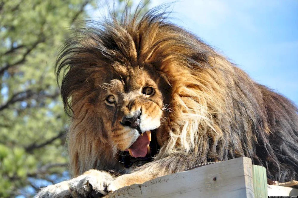 Lion's muzzle