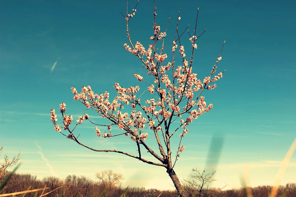 Spring tree