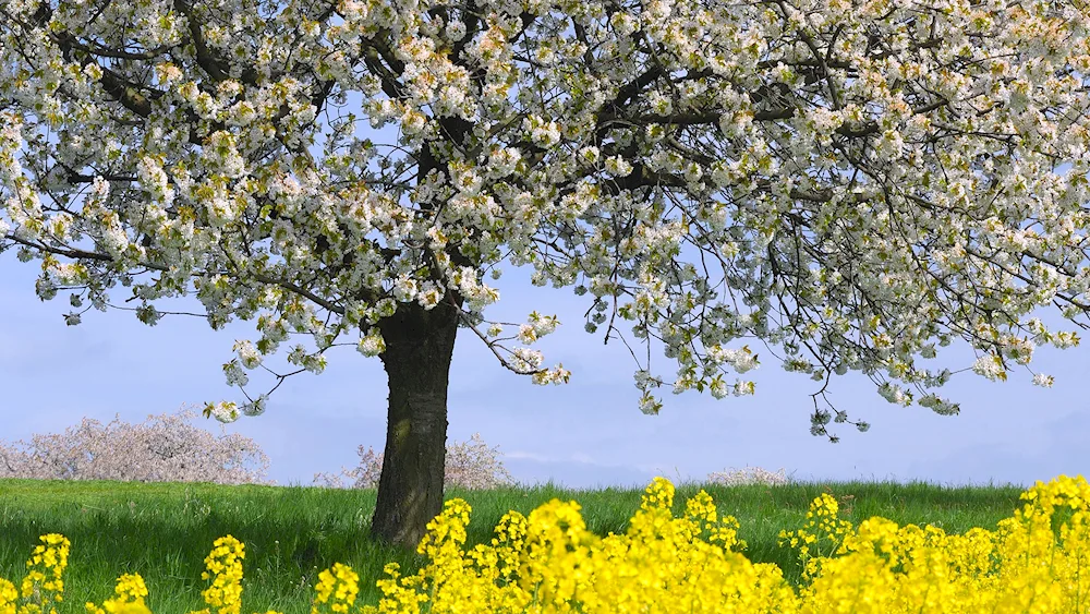 Flowering trees