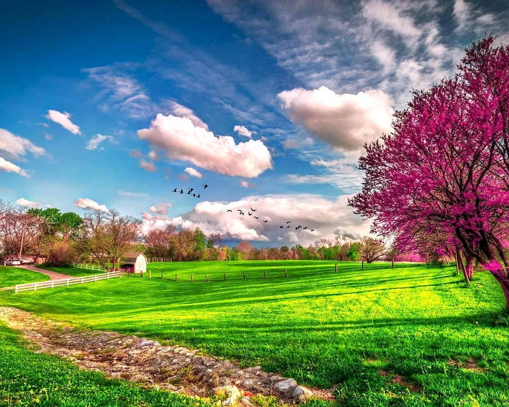 Cherry blossom flower