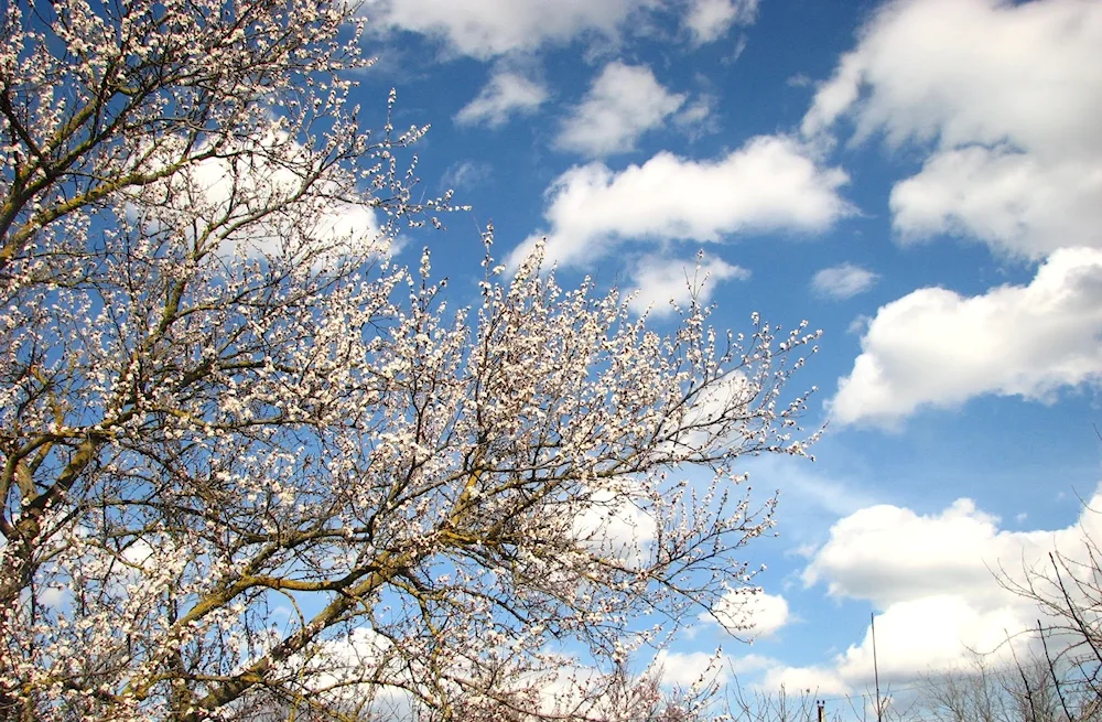 Spring sky