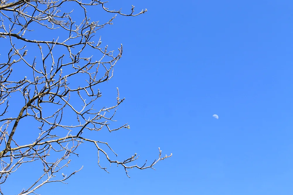 Tree against the sky