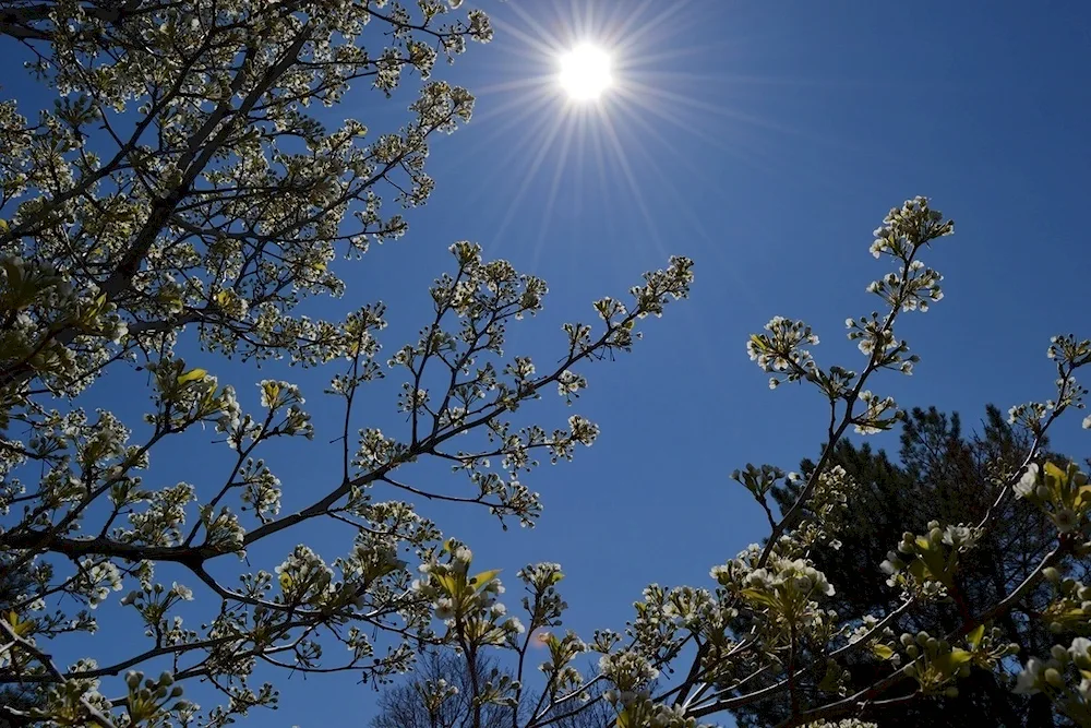 Spring sky