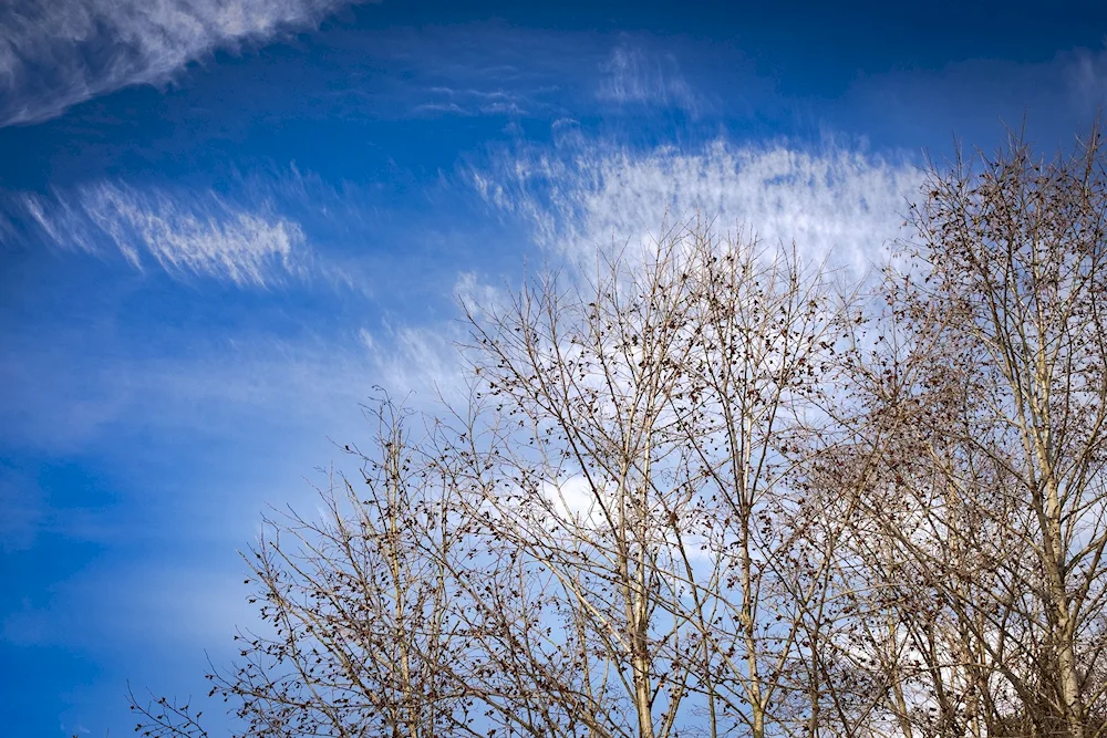 Spring sky