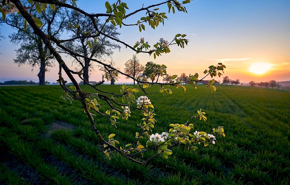 Spring field
