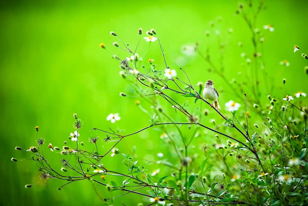 Colibri pollinating plants