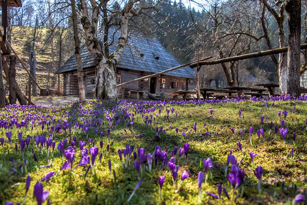 Megra village Vologda landscape