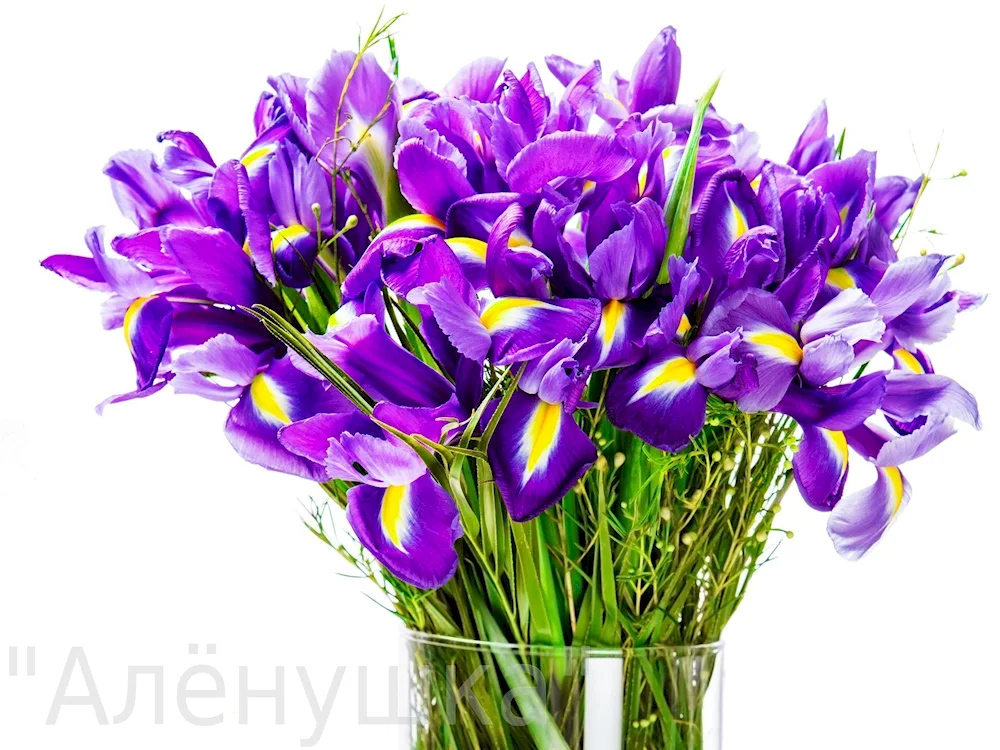 Spring flowers iris bouquets