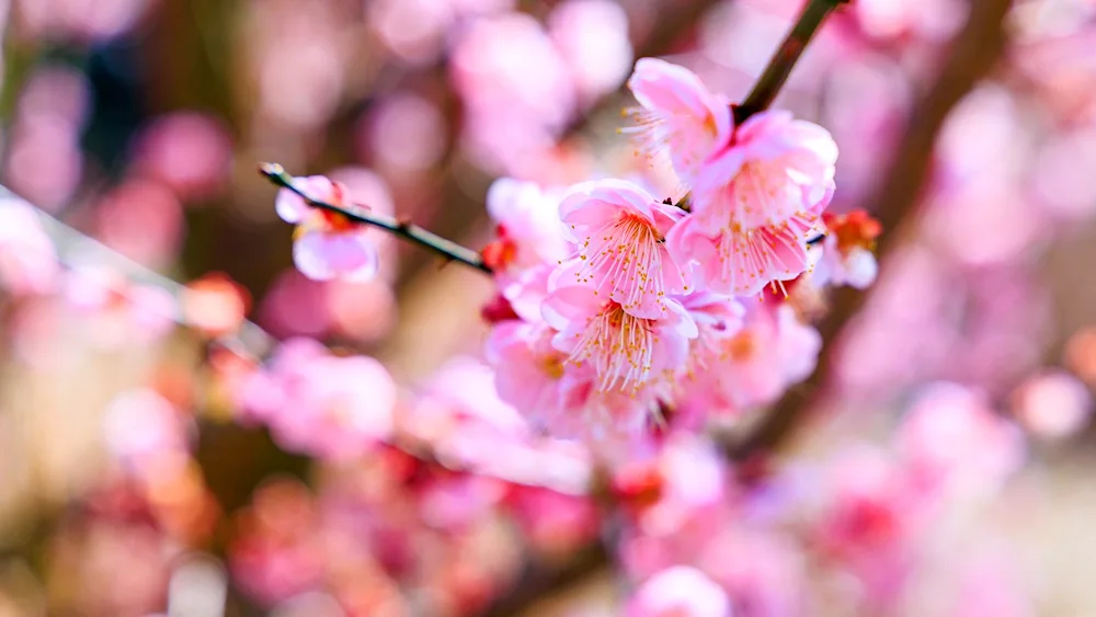 Small pink flowers