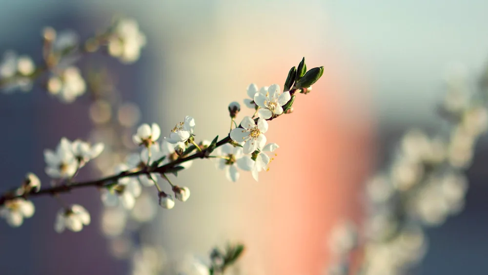 Spring pictures for desktop