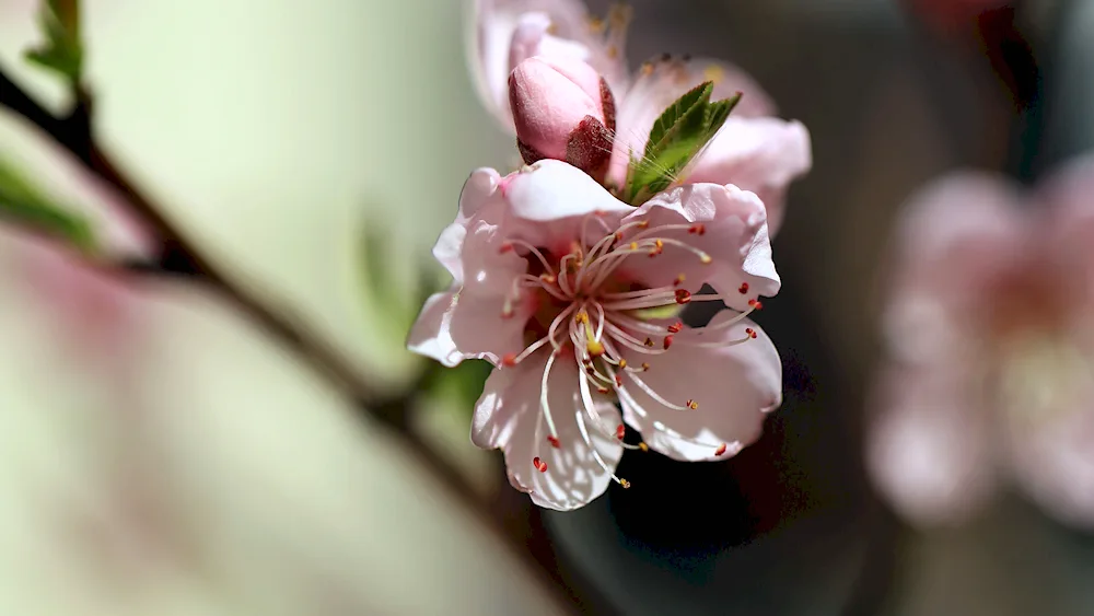 Beautiful macro flowers