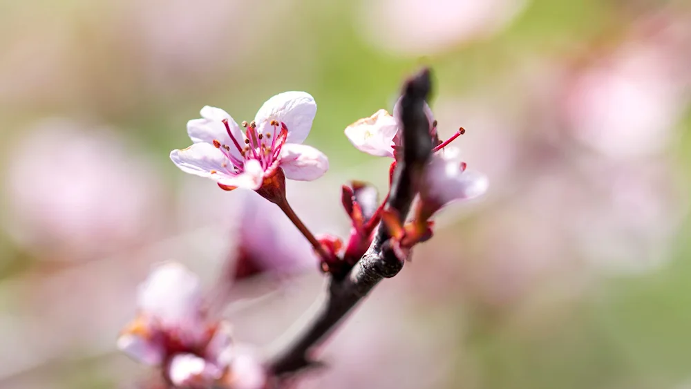 Cherry blossom tree