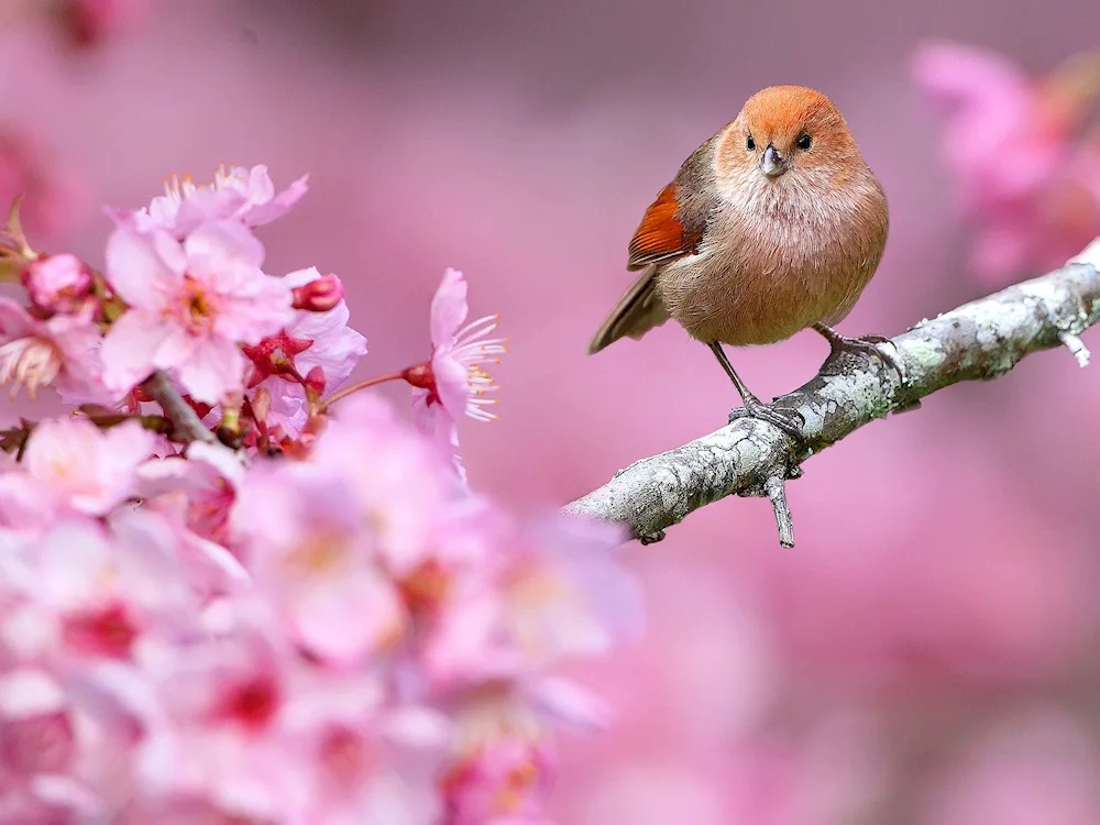 Spring birds