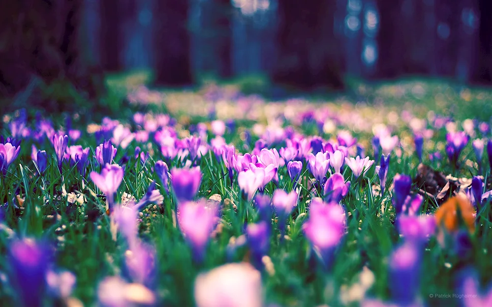 Spring flowers