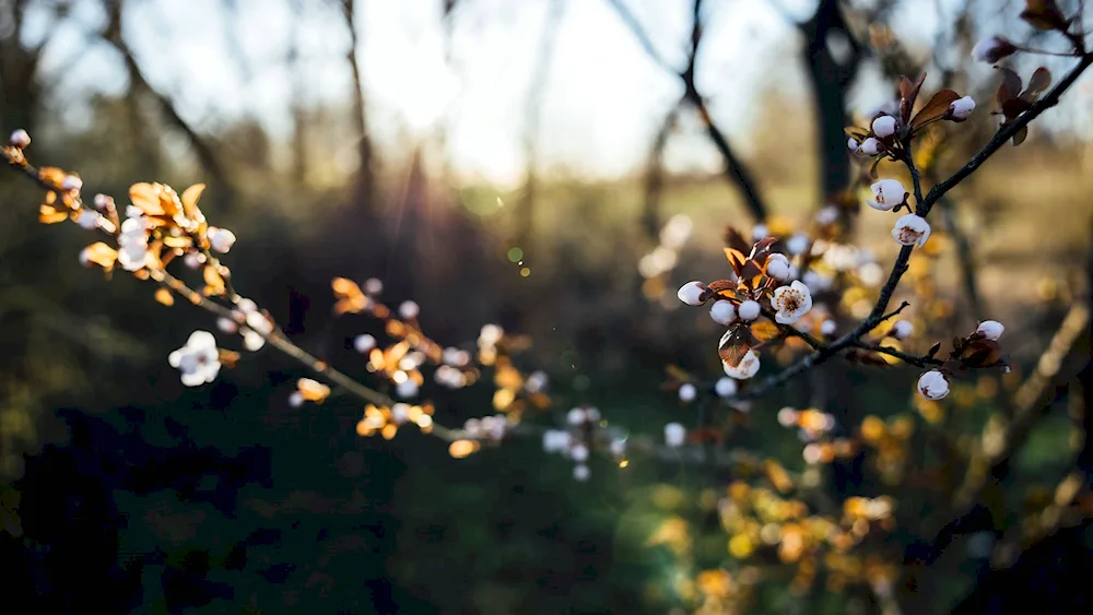 Spring flowering trees