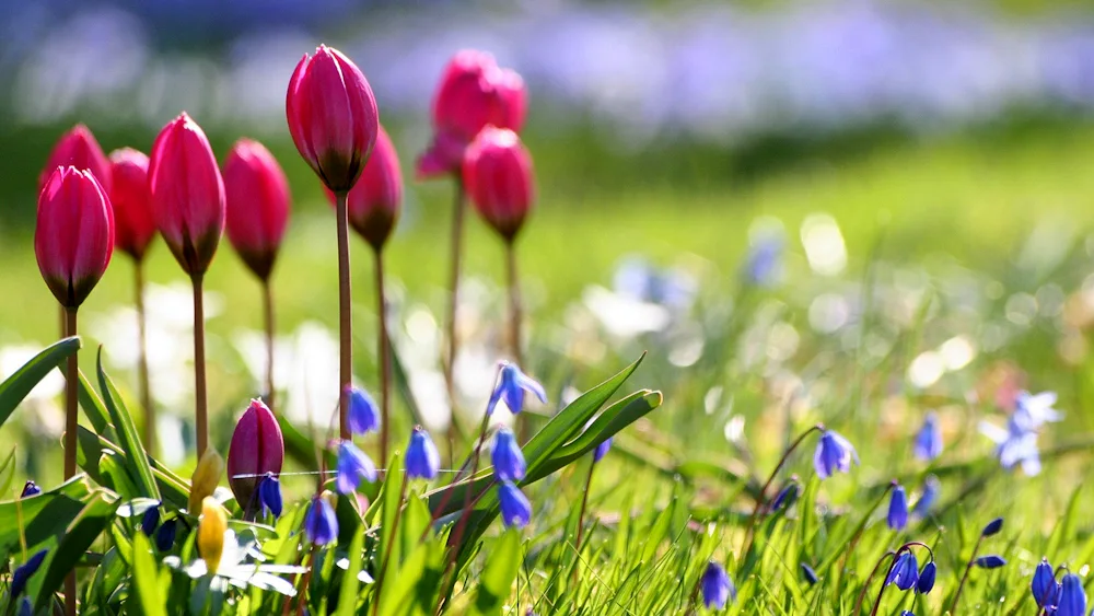 Spring flowers