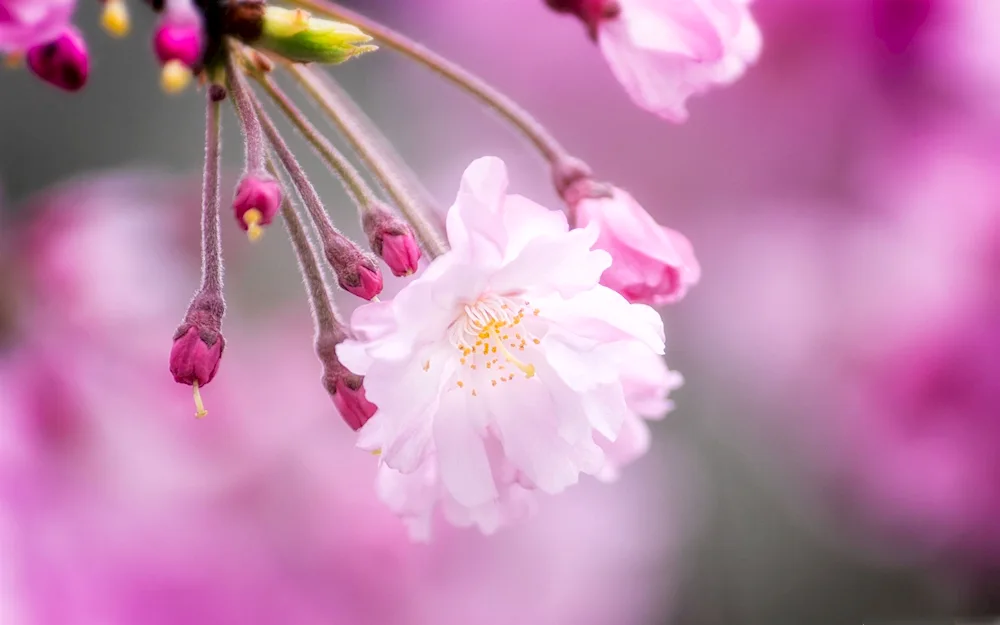 Cherry apple tree