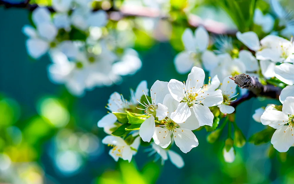 Apple trees in bloom