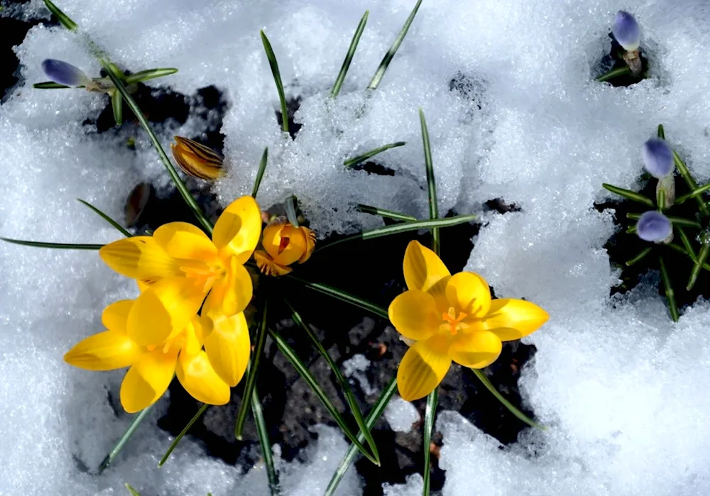 Spring flowers