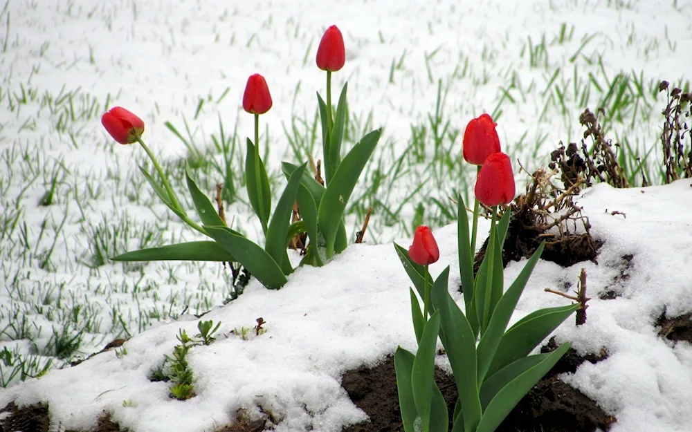 Spring white flower and snowdrops