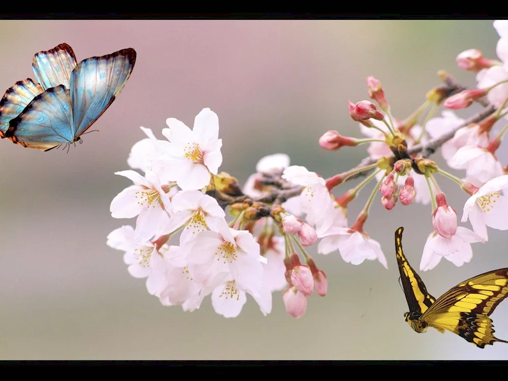 Spring flowers