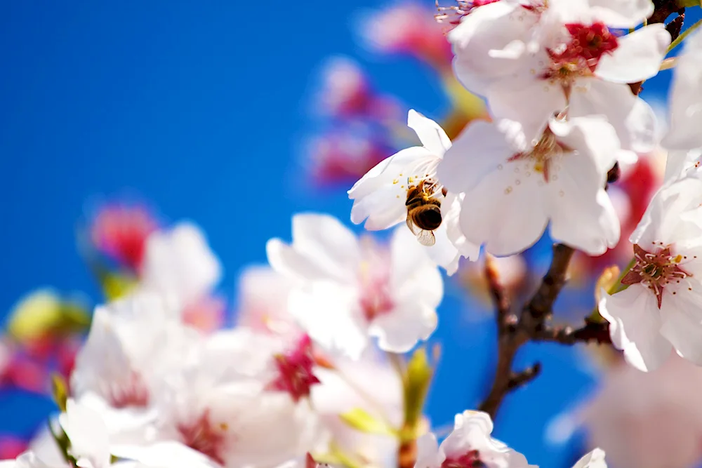 Sakura cherry flowers blossom