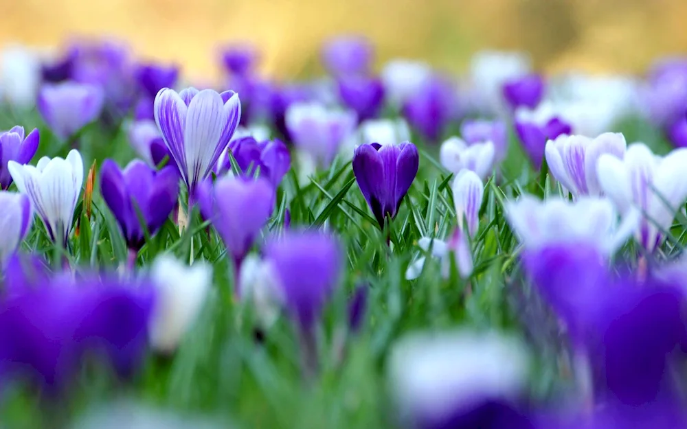 Crocus spring violet