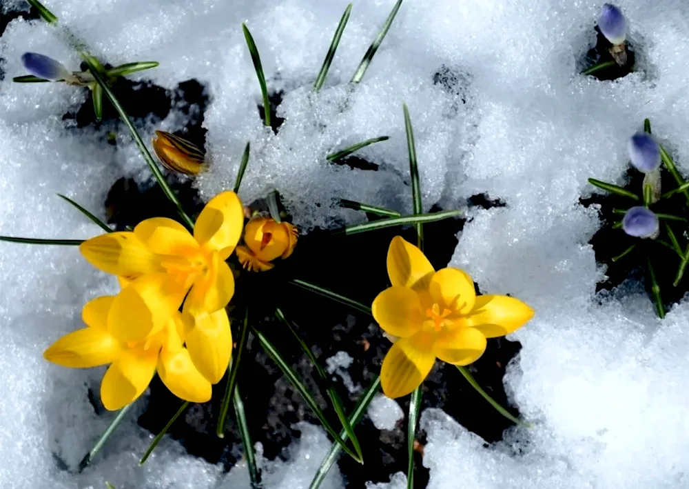 Spring flowers