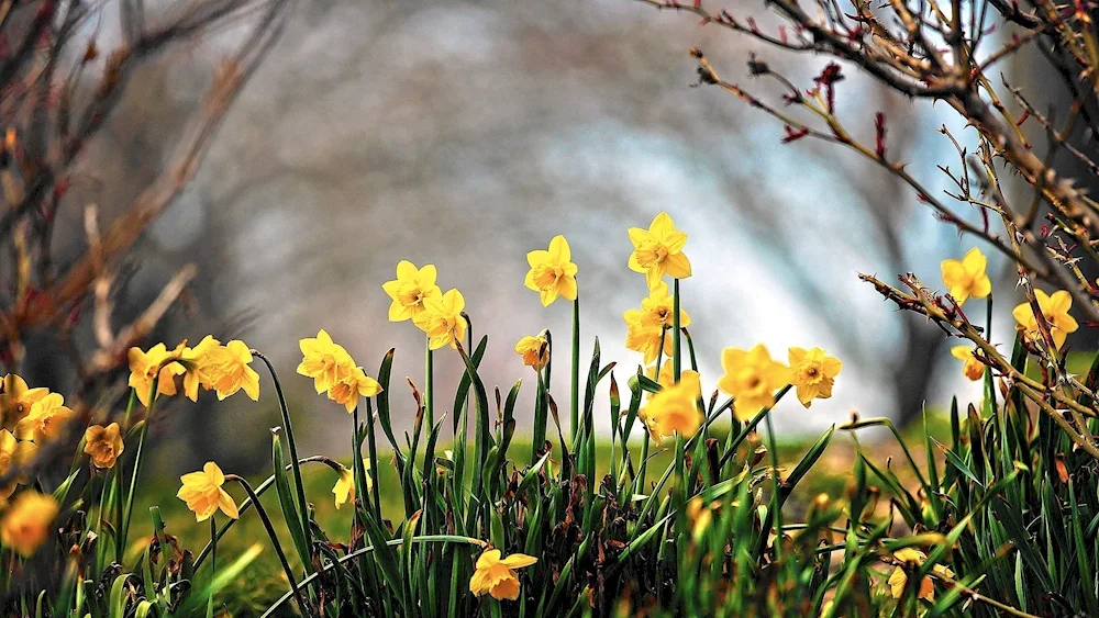 Spring flowers