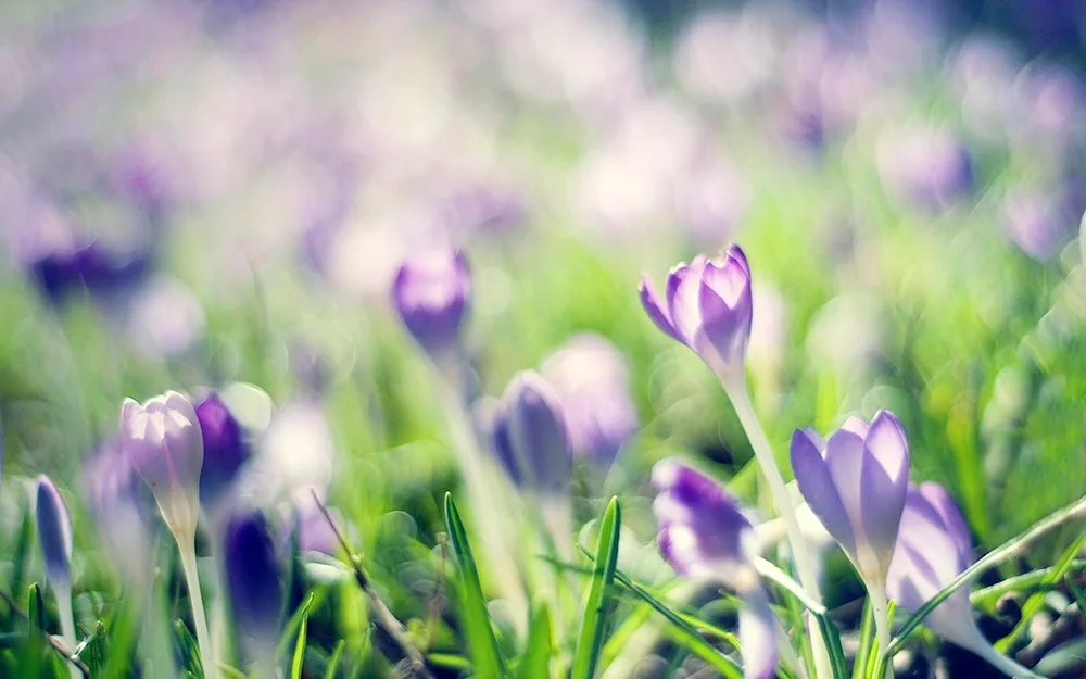 A field of tulips