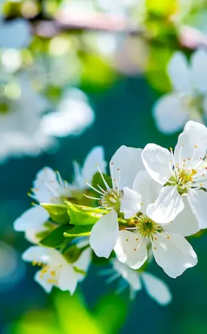 Spring flowers