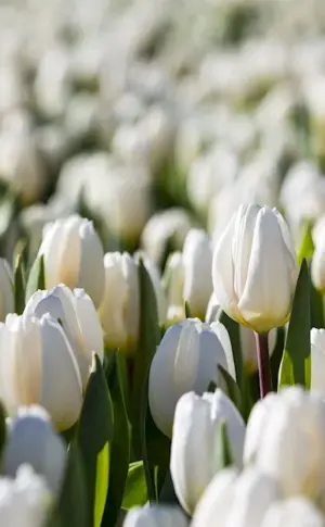 Spring Flowers