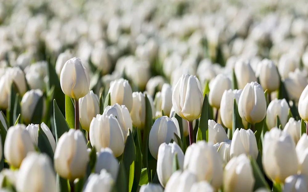 Spring Flowers