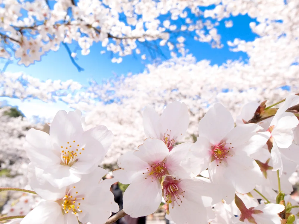 Cherry apple tree blossom blossom flower