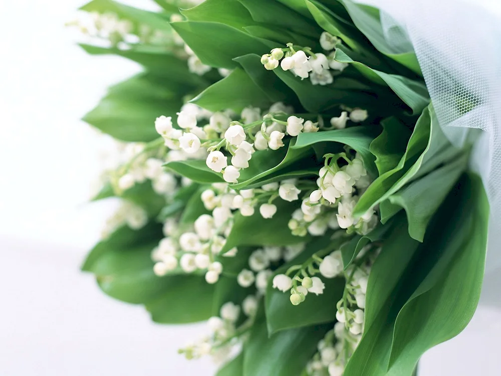 Lily of the valley