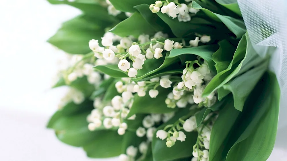 Lily of the valley