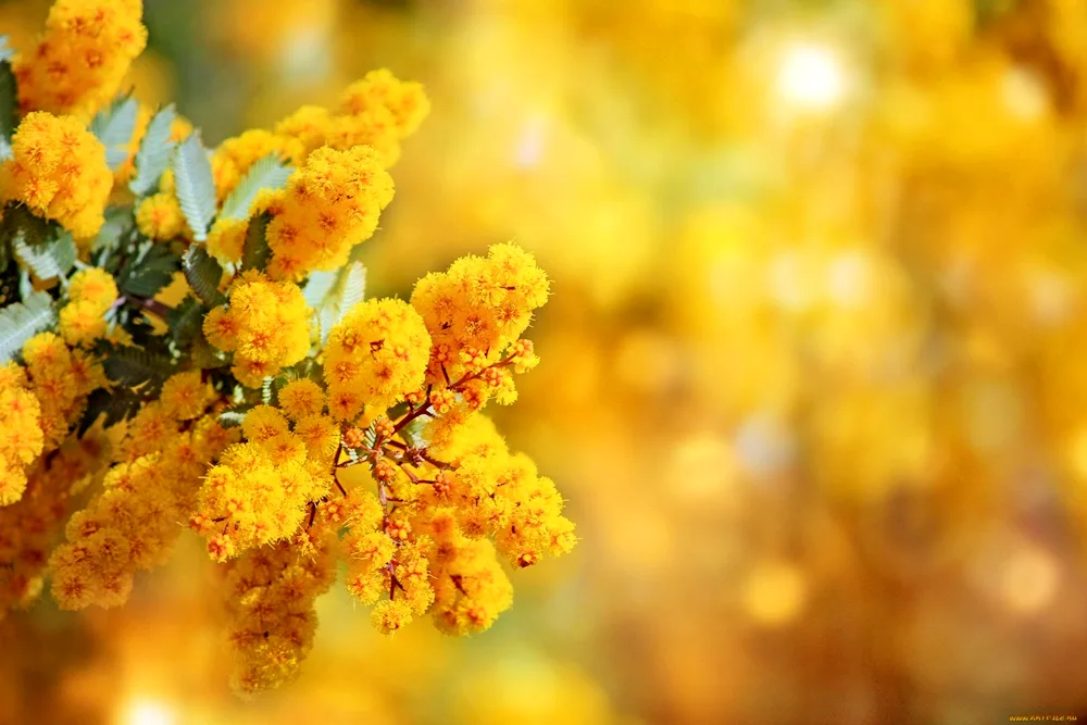 Mimosa flower