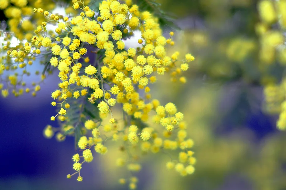 Mimosa flower