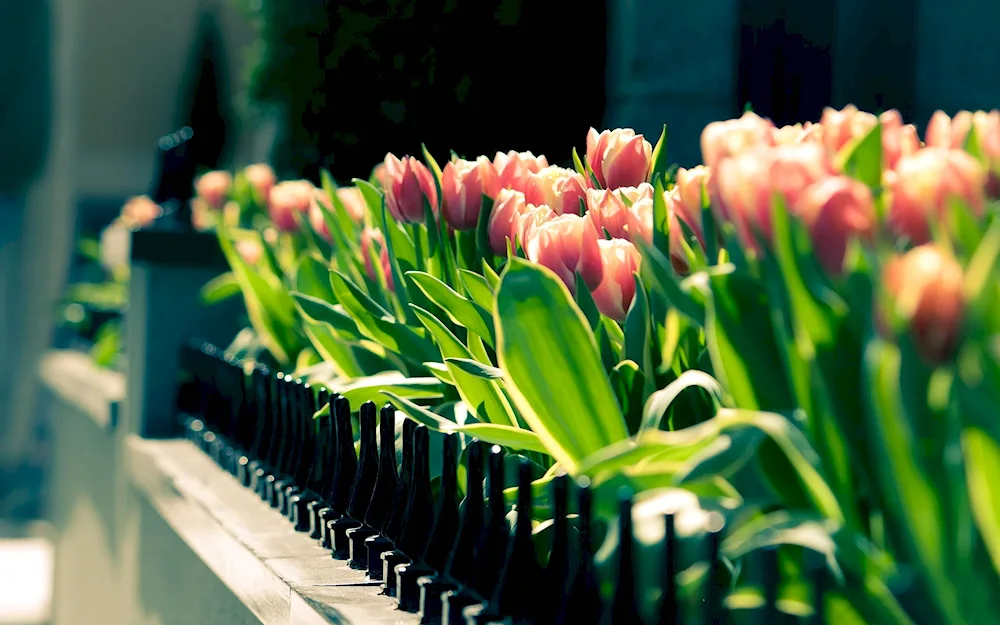 Tulips in a vase