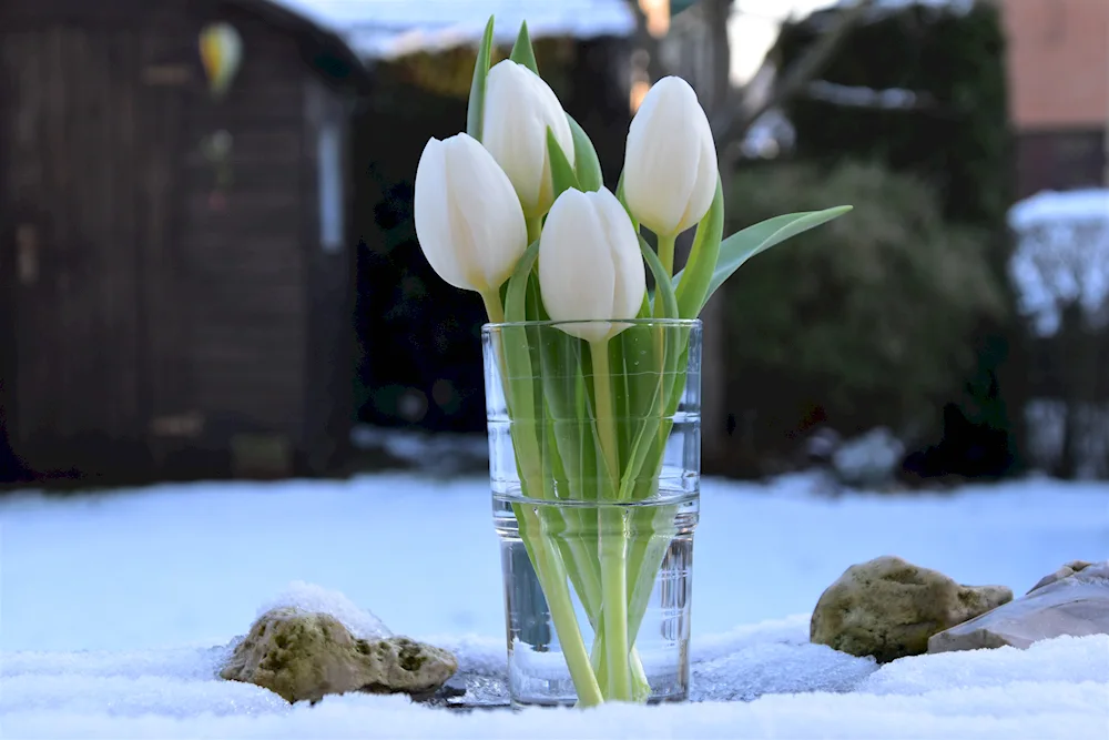 Tulips in the snow