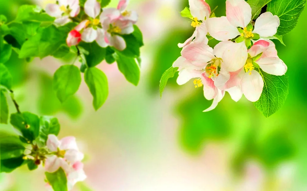 Apples on a branch