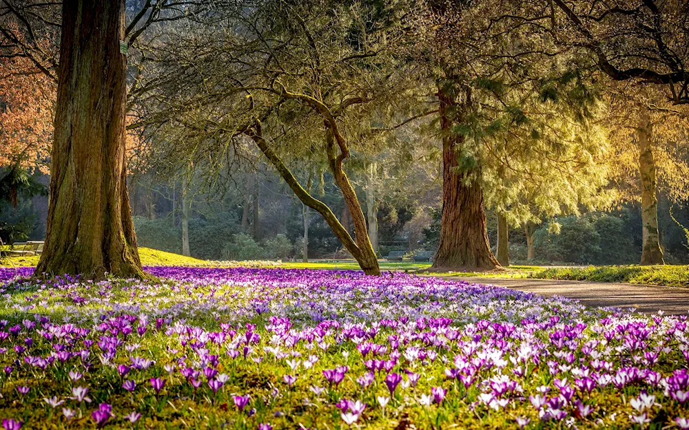 Spring Landscape