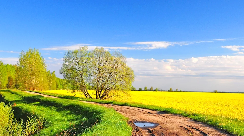 Village landscape