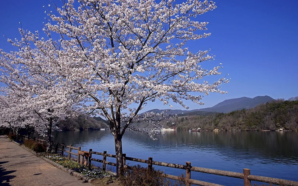 Spring landscape