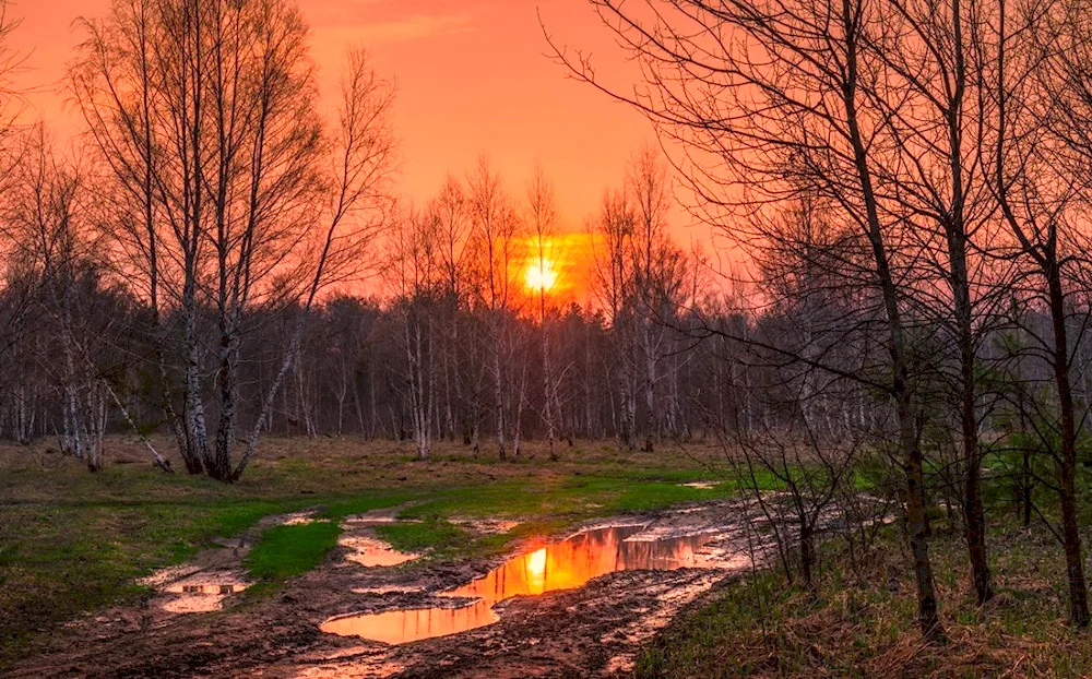 Winter night landscape